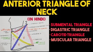 Anterior Triangle of Neck  Triangles of Neck  Head amp Neck [upl. by Inava]