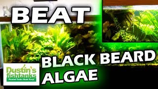 How to Beat amp Control Black Beard Algae in Planted Tanks Controlling Algae [upl. by Henricks]