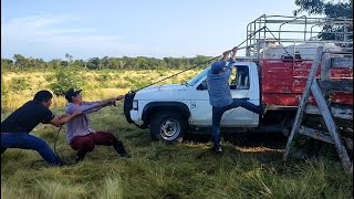 CARGAMOS 4 BECERROS A PURA FUERZA DE OSO 🐻 🤠 🐂 💯 [upl. by Goldstein]