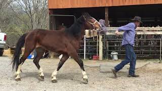 Sold207 3 yr old 141h gypsy vannerhackney mare 1450 [upl. by Ramak]