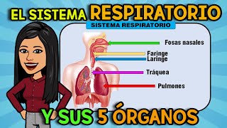 El SISTEMA RESPIRATORIO  5 ÓRGANOS I RESUMIDO [upl. by Gillian762]