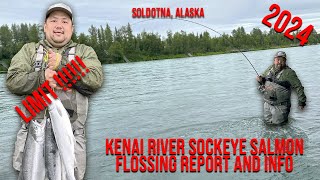 Kenai River Sockeye Salmon Flossing Report And Info 2024 fishing sockeyesalmon alaska [upl. by Buckley]