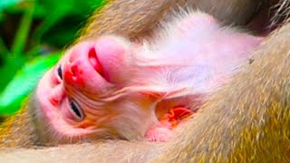 Newborn Baby Monkey Pigtail So Poor Stay Without Mom Hug [upl. by Rickert329]