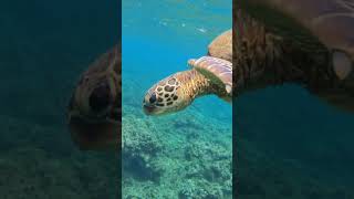 The BEST SNORKELING on KAUAI Hawaii Hideaway Beach [upl. by Verneuil]