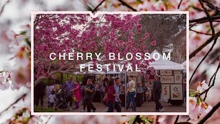 Cherry Blossom Festival in full bloom at Japanese Friendship Garden in San Diego [upl. by Chitkara]