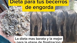 Dieta de engorda para becerros en etapa de finalizacion [upl. by Bathsheeb]