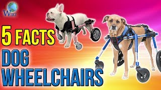 Dog Wheelchairs 5 Fast Facts [upl. by Anoyk706]