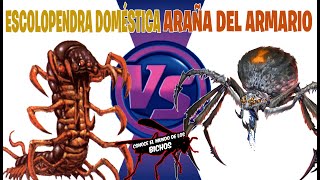 ARAÑA DEL ARMARIO VS ESCOLOPENDRA DOMÉSTICA [upl. by Nylarat]