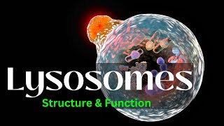 Lysosomes Structure and Function biology Cell Biology [upl. by Yniattirb]