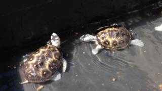 6 MONTH UPDATE Ornate diamondback terrapin juveniles Macrospilota [upl. by Scarito]