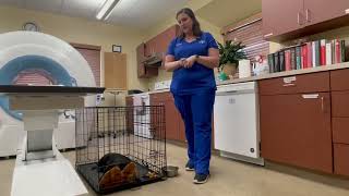 Crate Training a Puppy First Steps [upl. by Walcoff877]