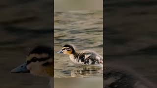 Baby duck soundcute duckbirds birdsounds cuteanimals [upl. by Ykroc]