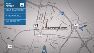 Rabid raccoon found in College Park [upl. by Aerona]