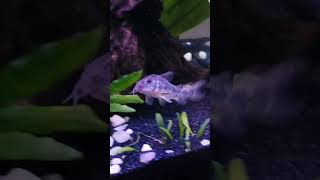 Peppered Catfish  Corydoras Paleatus [upl. by Anotyal]