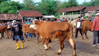 HARGA SAPI BABON HARI INI Pasar Sapi Purwantoro Wonogiri [upl. by Bluh105]