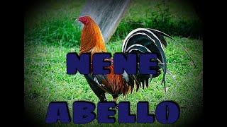 RGA Gamefarm  Nene Abello [upl. by Valeria343]