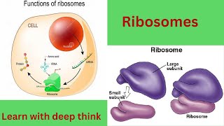 Structure and functions of ribosomes Ribosomes kaya kam karty hein [upl. by Berhley]