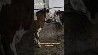 SIMMENTAL BUQALAR SOTILADI ☎️998882077112 [upl. by Annij]