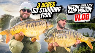 48Hour Summer Carp Fishing Session 2022 at Hilton Valley Carp Fishery Essex [upl. by Wixted]