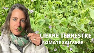 Le lierre terrestre  aromate sauvage [upl. by Ellenoj976]