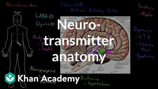 Neurotransmitter anatomy  Organ Systems  MCAT  Khan Academy [upl. by Acimot316]