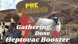 Pre Lambing gathering vaccination and dose [upl. by Ilrac]