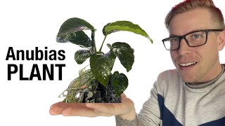 Anubias Plant Care for Beginners [upl. by Lyram]