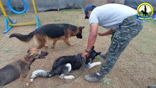 EMPEZAR A ENTRENAR DE CERO A UN CACHORRO  SIBERIAN HUSKY [upl. by Varuag449]