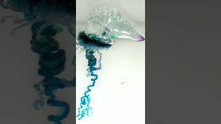 Portuguese Man o War Physalia physalis  Observed in Description [upl. by Fifine]