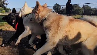 Huskies Team Up To Go After Karelian Bear Dog Mix At Dog Park [upl. by Erminia480]