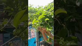 Tumis daun markisa shorts gardening berkebun vegetablegarden garden [upl. by Adela]