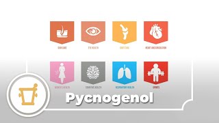 Pycnogenol  a video infographic [upl. by Gertie]