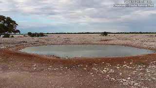 Okaukuejo Resort Wildlife Waterhole Live camera stream in the Etosha National Park in Namibia [upl. by Bedelia]