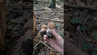 Boletus reticulatusaestivalis Summer Bolete shorts new nature foryou forest fungi mushroom [upl. by Mosby]