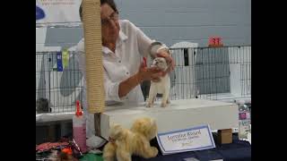 Zanadu Tonkinese Kitten First Show [upl. by Droffats]