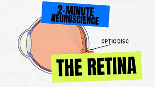 2Minute Neuroscience The Retina [upl. by Saks]