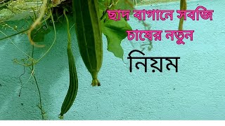 ছাদ বাগানে সহজ ও নতুন নিয়মে সবজি চাষ।খুব হালকা মাটি তৈরি করে টবে সবজি চাষ করুন। [upl. by Ylrac]