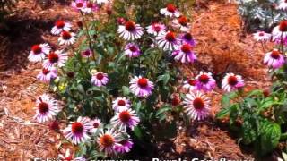 Echinacea purpurea  Purple Coneflower [upl. by Htebasyle95]