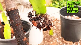 My UNROOTED Arizona Purple has a FLOWER BUD  DE grafted PALORA SEEDLING UPDATE  Transplanting [upl. by Ttihw]