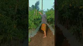 Perawatan cabai saat musim hujan petani cabai viral agriculture [upl. by Brom342]