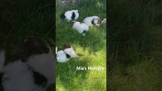 Malshi puppy for you wwwpuppyplacebiz malshi cutepuppy playful [upl. by Yram]