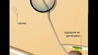 Reproduction sexuée dun zygomycète [upl. by Amias]