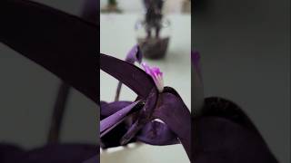 Tradescantia é um mimo🌿plantas arranjosflorais shortvideo [upl. by Hehre167]