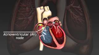 How the cardiac cycle is produced by electrical impulses in the heart [upl. by Htaek]