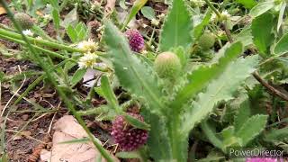 East Indian Globe Thistle plant Sphaeranthus indicus [upl. by Yanej193]