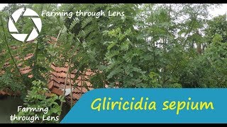 Gliricidia sepium  கிளிரிசிடியா [upl. by Odrareg]