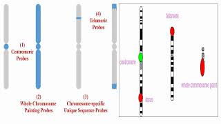 Whole Chromosome Probes Centromere Probes and Telomere Probes [upl. by Ennaitsirk]