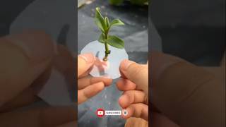 Propagation Plants Cuttings Easily shorts propagate plant cutting youtube [upl. by Housen]