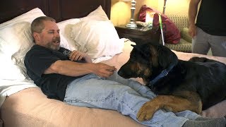 Watch This SuperDogInTraining Learn To Wake This Man From Night Terrors [upl. by Atteloc]