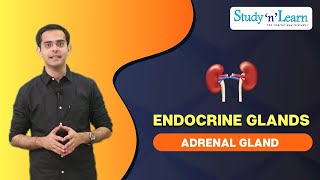 Endocrine Glands  Adrenal glands  Control and Coordination [upl. by Hafinah]